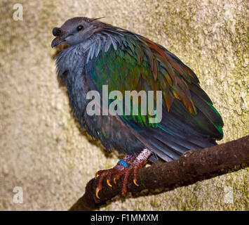 Pigeon Nicobar (Caloenas nicobarica) mâle Banque D'Images