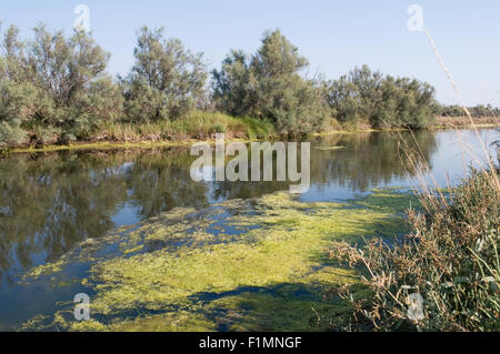 Végétation typique dans le Parc Régional du Delta du Pô, Veneto, Italie Banque D'Images