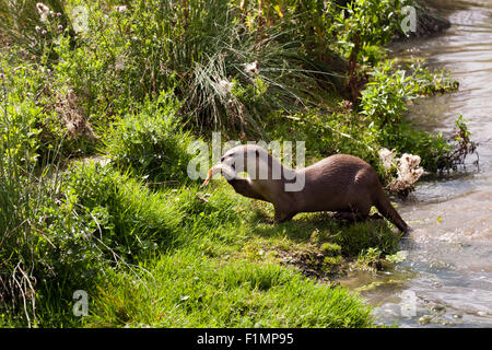 Une loutre enduit lisse à se nourrir de poissons à Wingham Wildlife Park Banque D'Images