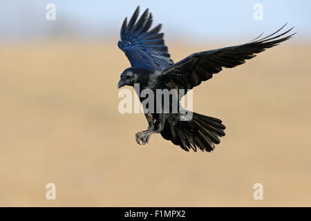 Corvus corax merveilleux / Grand Corbeau / Kolkrabe en battant. Banque D'Images