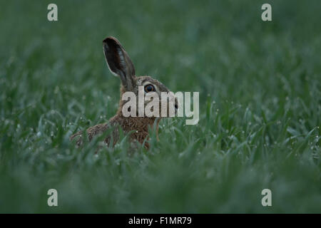 Attentif lièvre brun / lièvre européen / Feldhase ( Lepus europaeus ) à l'aube est assis dans un champ au milieu de l'herbe humide, la faune, l'Europe. Banque D'Images