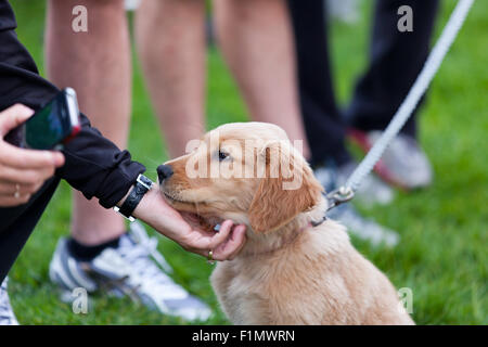 Une femme prend une pause à partir de son téléphone cellulaire pour atteindre vers le bas et un animal adorable chiot golden retriever dans le parc. Banque D'Images