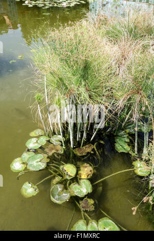 Carex papyrus, papier, tapis indiens reed plante, herbe du Nil, Cyperus papyrus, dans l'étang à Malaga, Espagne. Banque D'Images