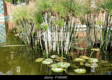 Carex papyrus, papier, tapis indiens reed plante, herbe du Nil, Cyperus papyrus, dans l'étang à Malaga, Espagne. Banque D'Images