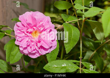 Une ancienne rose rose en pleine floraison avec un centre jaune et vert feuilles qui l'entourent. Banque D'Images