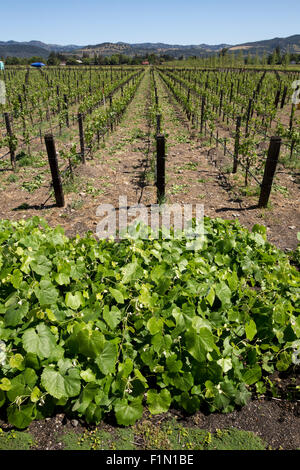 Vigne Raisin Raisin, vignes, vignoble, Vignoble, Vigneron, grapegrower, grapegrowing, Winery, Rutherford, Inglenook, Napa Valley, Californie Banque D'Images