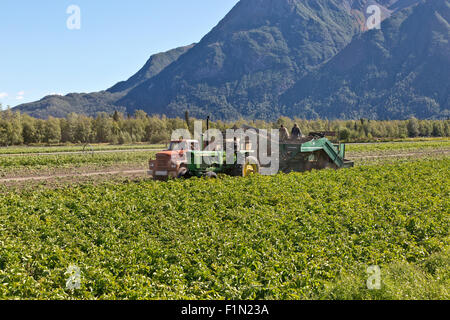 Tracteur John Deere récolteuse de pommes de terre Lockwood tirant, levage et du dépôt de 'Shepody' pommes de terre en camion. Banque D'Images