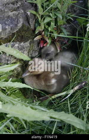 Femme Coureur indien canetons dans jardin Anas platyrhynchos domesticus Banque D'Images