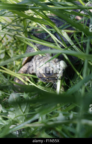 Putois jaune en tortue Chelonoidis denticulata jardin Banque D'Images