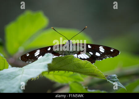 Un blanc à l'Amiral (Limenitis camilla) butterfly caché entre les feuilles gros plan Vue de face. Banque D'Images