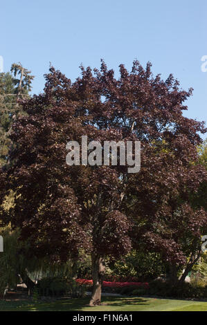 Acer Crimson King, Acer platanoides 'Crimson King', Banque D'Images