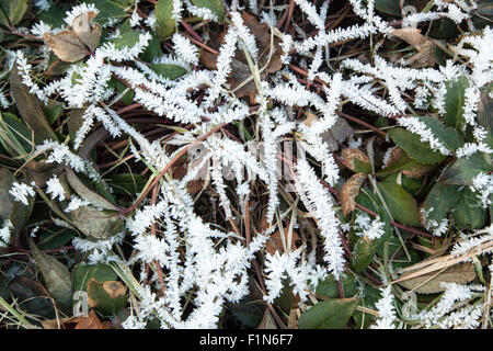 Structures cristallines de créer de l'humidité, blanc du givre sur les feuilles des plantes et des brins d'herbe en hiver. Banque D'Images