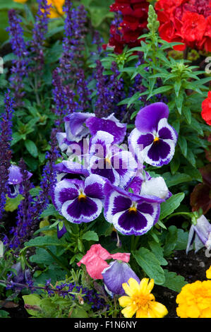 Pensées dans le jardin avec la sauge Banque D'Images