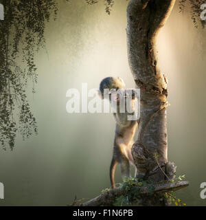 Babouin Chacma bébé jouant dans un arbre avec des rayons du soleil de l'arrière (Art numérique) Banque D'Images