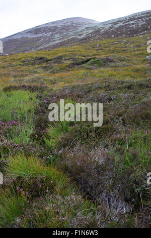 Suite chemin Glas-allt rivière menant à Lochnagar - Loch Muick à Lochnagar path - Aberdeenshire - Ecosse - UK Banque D'Images