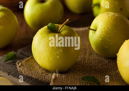 Pommes Golden Delicious biologiques crus prêt à manger Banque D'Images