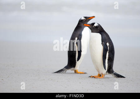 Gentoo pingouin paire sur la plage. Banque D'Images