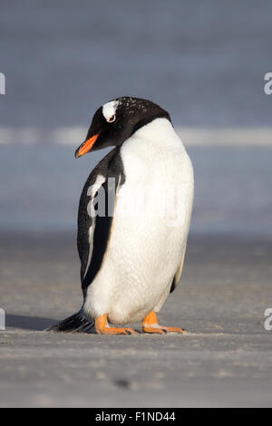 Peu de Gentoo pingouin sur la rive. Îles Falkland. Portrait vertical Banque D'Images