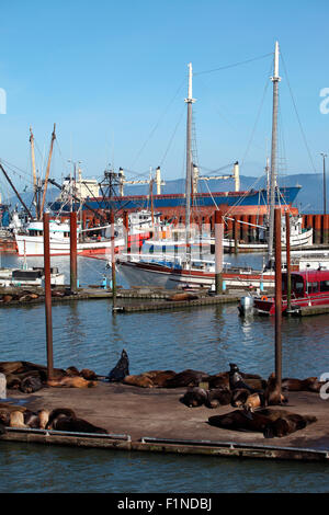 Des lions de mer se prélassent sur la chaleur du soleil sur une plate-forme à Astoria dans l'Oregon. Banque D'Images