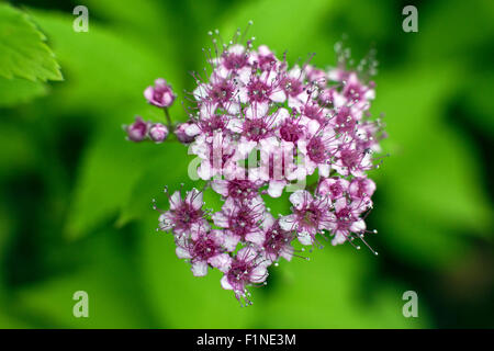 Spiraea japonica est un arbuste à feuilles caduques, originaire du Japon, de la Chine, et la Corée Banque D'Images