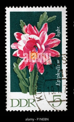 Timbres en RDA montre Epiphyllum, Cactus à fleurs, vers 1970 Banque D'Images