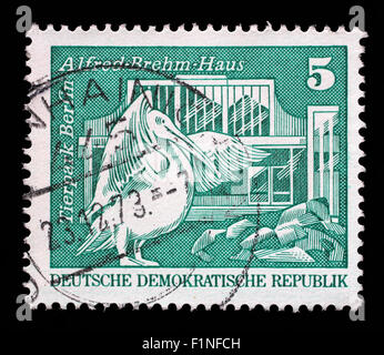 Timbres en Allemagne de l'Est montre le pélican blanc et Alfred Brehm House, Tierpark, Berlin, vers 1973. Banque D'Images