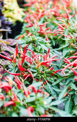 Birds Eye chilis croissant sur un buisson Banque D'Images