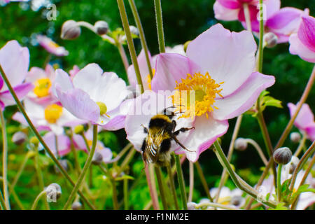 Wild Rose, Rosa blanda, avec l'abeille. Banque D'Images