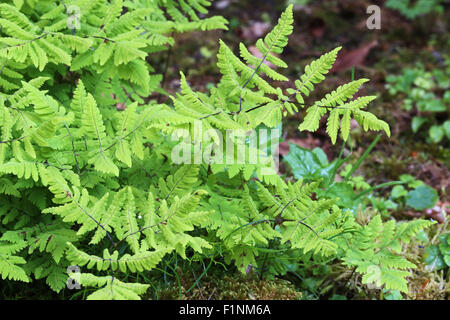 Gymnocarpium dryopteris L. Western Chêne Fougère. Felce Delle Querce. Banque D'Images