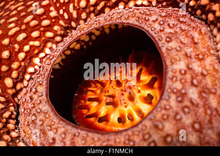 Rafflesia, la plus grande fleur du monde , Sumatra, Indonésie Banque D'Images