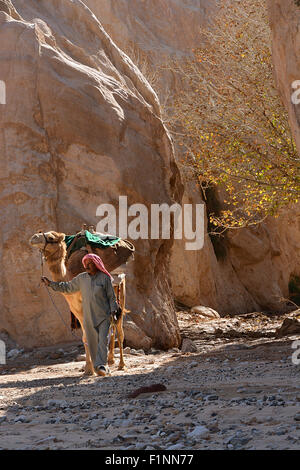 Les Arabes et les chameaux collection Banque D'Images