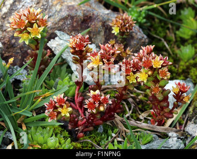 Sedum atratum L. Pinocchina nera, Sedo sanguigno. Banque D'Images