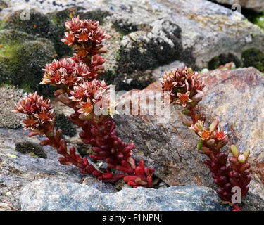 Plantes de Sedum atratum L. Pinocchina nera, Sedo sanguigno. Vallée de Valgrisenche. Val D'Aoste, Alpes Italiennes. Europe. Banque D'Images