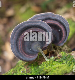 Pleurotes poussant sur un tronc d'arbre tombé dans la forêt ancienne Banque D'Images