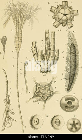 Echinoderma de l'Indian Museum ... . Recueillis par la Marine indienne Royal Investigator enquête. Banque D'Images