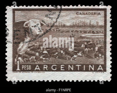 Timbres en Argentine montre un entendu de bovins à viande dans la marche à travers une porte dans une clôture, vers 1954. Banque D'Images