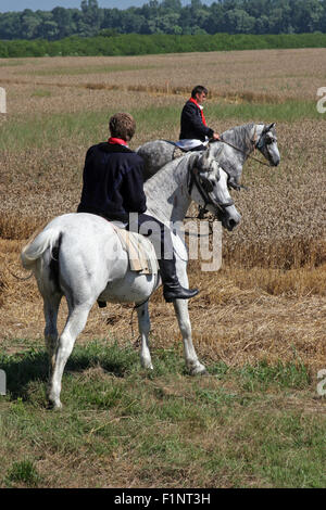 Homme à cheval habillés en costume national, équitation à travers les champs de blé au cours de la récolte de blé dans la région de Davor, Slavonie, Croatie Banque D'Images