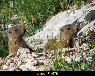 Marmota marmota. De la Marmotte des Alpes. Deux chiots marmotte hors de votre tanière. La faune alpine. Les Dolomites. La faune alpine. L'Italie. L'Europe. Banque D'Images