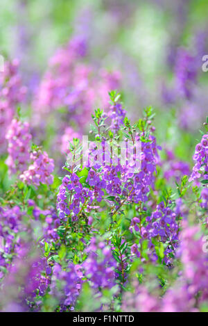 Medley violet sur un jour d'été ensoleillé Banque D'Images