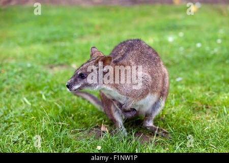 Bennett's Wallaby Macropus rufogriseus rufogriseus) (à Wingham Wildlife Park, Kent, Angleterre Banque D'Images