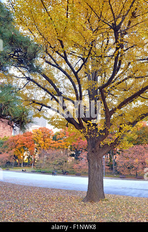 Feuillage de l'automne, les arbres de Ginkgo en couleur jaune doré Banque D'Images
