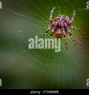 Le jardin commun (araignée araneus diadematus) qui tourne son site web du jour au lendemain a un croix sur son abdomen. Banque D'Images