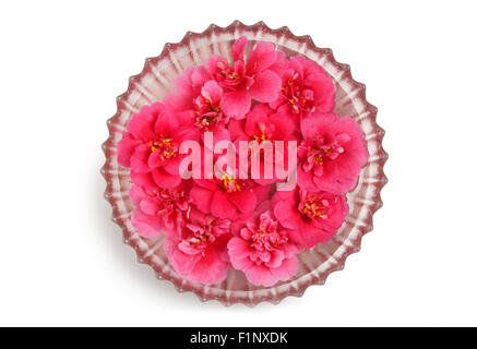 Camélias Banque D'Images