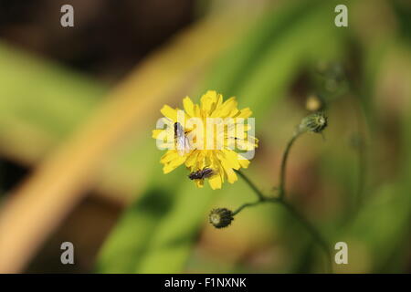 Deux minuscules mouches noires, Simuliidae sp., sur une fleur jaune le laiteron des champs, Sonchus arvensis Banque D'Images