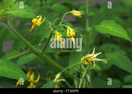 L'ouverture des fleurs de tomates cerises sur la vigne d'un jardin plante. Banque D'Images