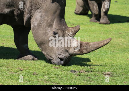 Vue de la tête d'un rhinocéros blanc Ceratotherium simum, manger de l'herbe verte Banque D'Images