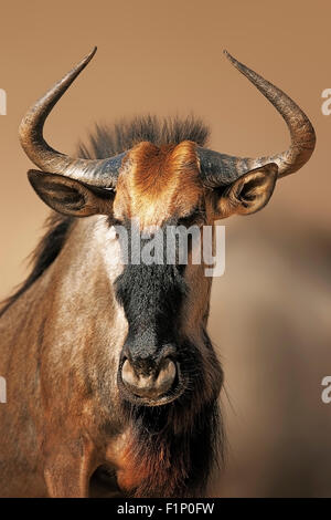 Le Gnou bleu (Connochaetes taurinus portrait close-up au Kgalagadi Transfrontier Park (Afrique du Sud) Banque D'Images