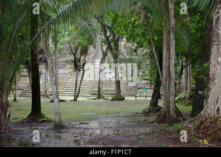 Regarder à travers les arbres de la jungle à la base de la Grande Pyramide de pierre temple maya à l'emplacement de Lamanai au Belize. Banque D'Images