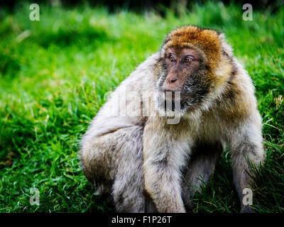 Un seul Macaque de Barbarie se trouve dans une zone herbeuse à Trentham Monkey Forest à la recherche sur l'épaule Banque D'Images