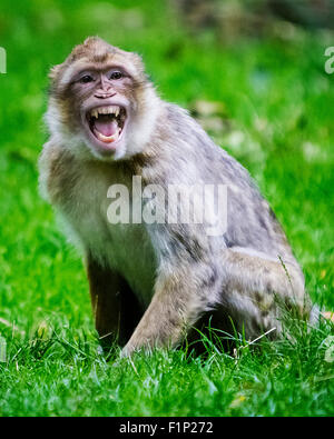 Un Macaque de Barbarie montre ses dents dans un champ à Trentham Monkey Forest Banque D'Images